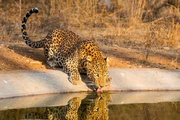 Jhalana Leopard Safari Price