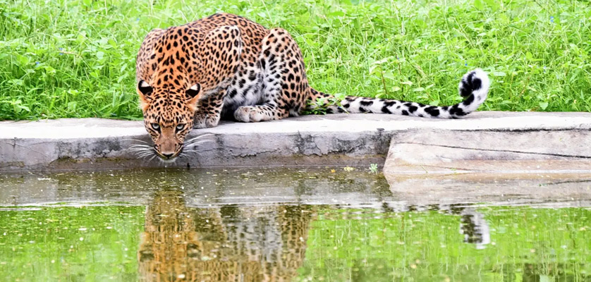 jhalana leopard safari online booking