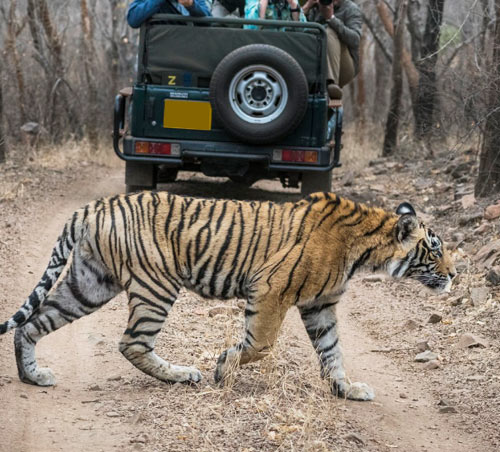 Rajasthan Wildlife Tour