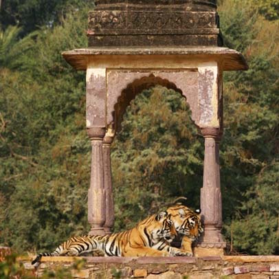 2 Days Jaipur Ranthambore Tour