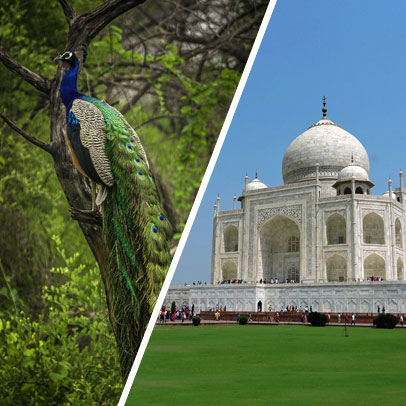 4 Days Jaipur Bharatpur Agra Tour