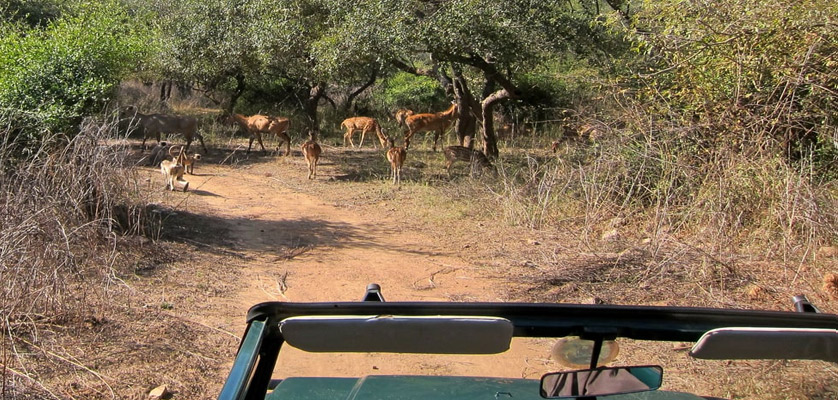 sariska tiger reserve safari