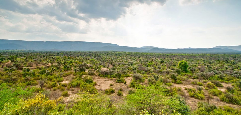 sariska tiger reserve safari