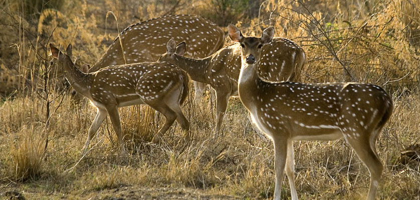 safari ride in rajasthan