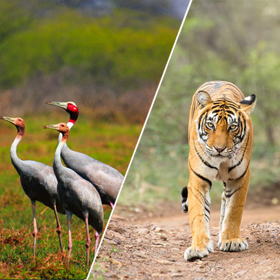 12 Days North India Wildlife Tour