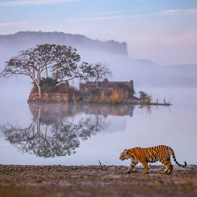 4 Days Agra Ranthambore Jaipur Tour