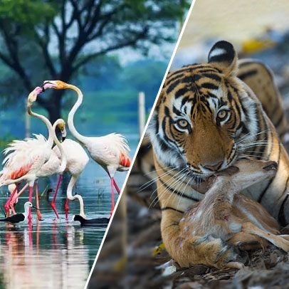 6 Days Agra Bharatpur Ranthambore Jaipur Tour