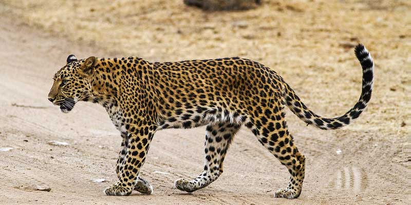 jhalana leopard safari online booking