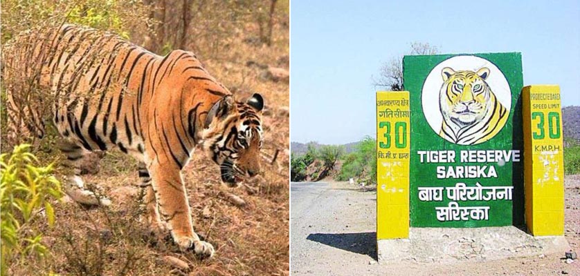 sariska tiger reserve safari