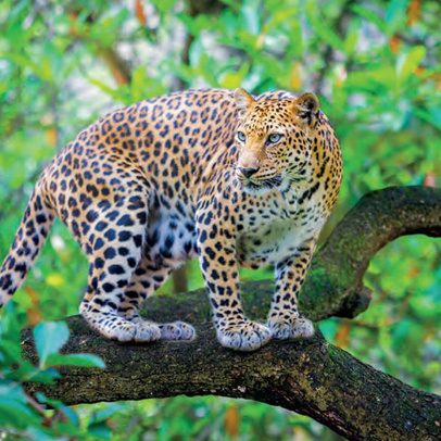 Leopard Safari en Jaipur – Visita guiada en jeep abierto