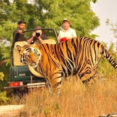 Jaipur Ranthambore Tour el mismo día