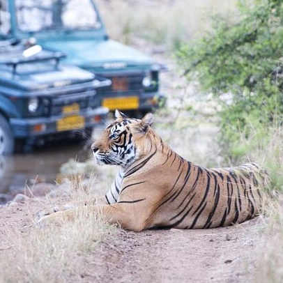 Rajasthan Tour con Safari de Vida Silvestre