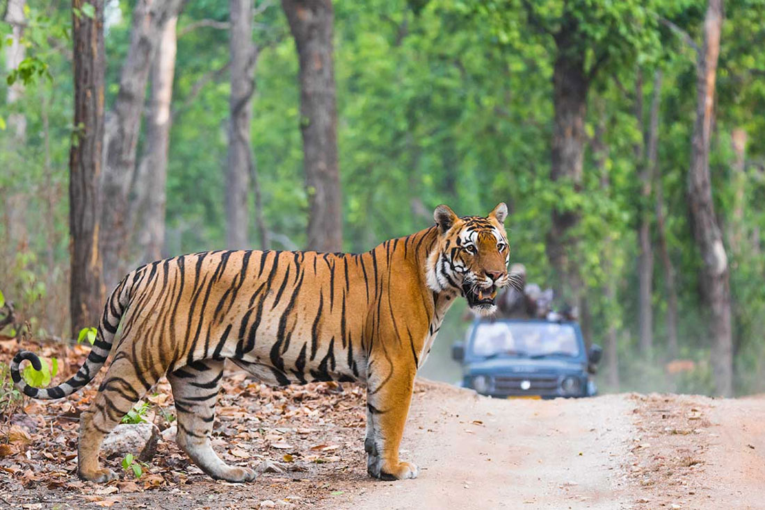 ranthambore safari morning or evening